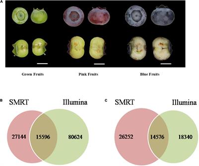 Single-Molecule Real-Time and Illumina Sequencing to Analyze Transcriptional Regulation of Flavonoid Synthesis in Blueberry
